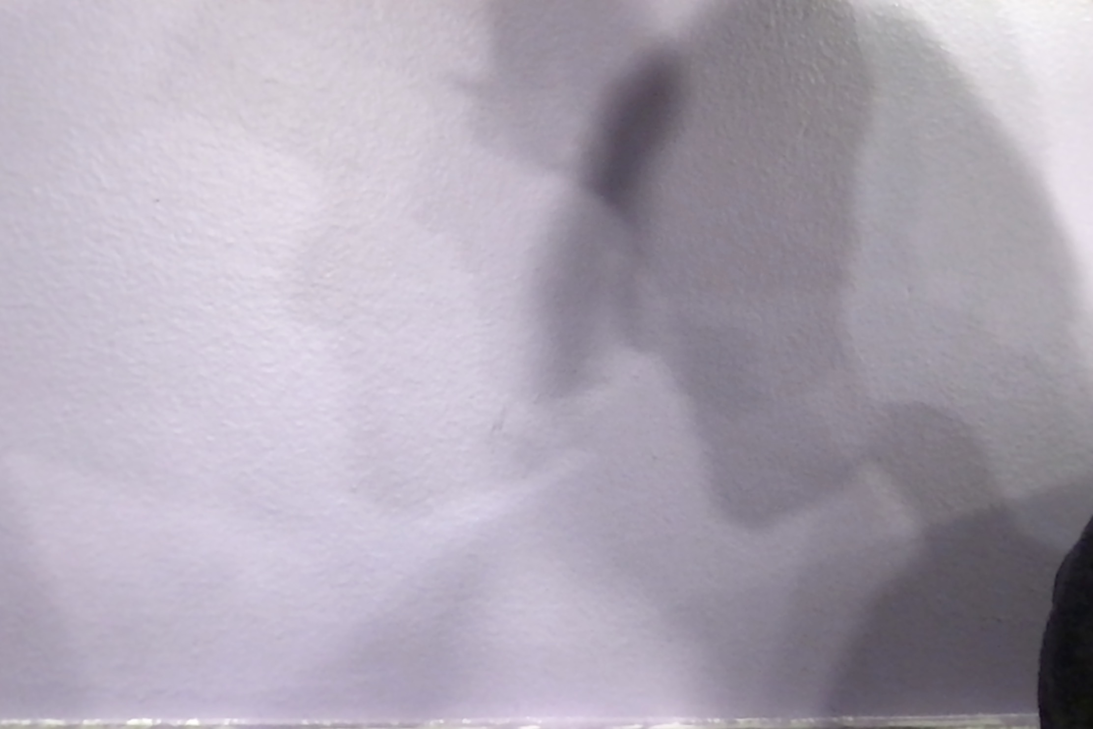 ampered shadows portrayed on wall immediately behind shelled subject